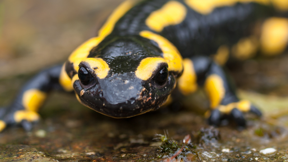 Salamander